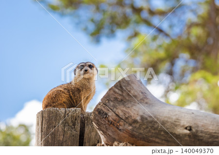 Meerkat perched on wooden post, cute wildlife animal watching surroundings under blue sky Meerkat perched on wooden post, cute wildlife animal watching surroundings under blue sky 140049370