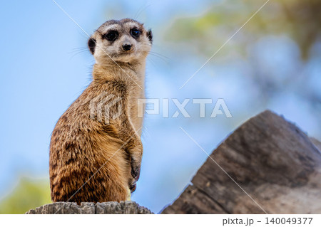 Meerkat standing upright on lookout, curious small animal portrait with blue sky background Meerkat standing upright on lookout, curious small animal portrait with blue sky background 140049377