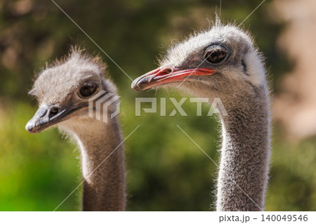 Two ostrich heads closeup portrait with expressive eyes and long necks on blurred green natural background Two ostrich heads closeup portrait with expressive eyes and long necks on blurred green natural background 140049546