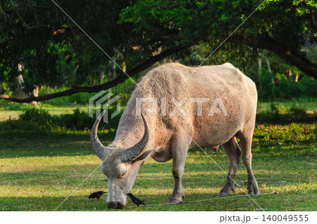 A white water buffalo grazing on grass with small birds nearby in tropical rural landscape, calm farm animal scene in Thailand A white water buffalo grazing on grass with small birds nearby in tropical rural landscape, calm farm animal scene in Thailand 140049555