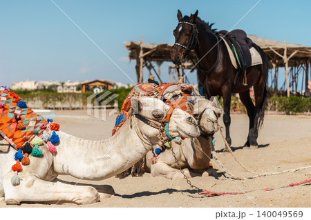 Two camels resting on desert sand with colorful saddles and horse standing behind in sunny Egypt 140049569