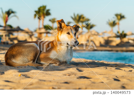 Stray dog resting on sandy beach near sea with palm trees in warm sunset light Stray dog resting on sandy beach near sea with palm trees in warm sunset light 140049573