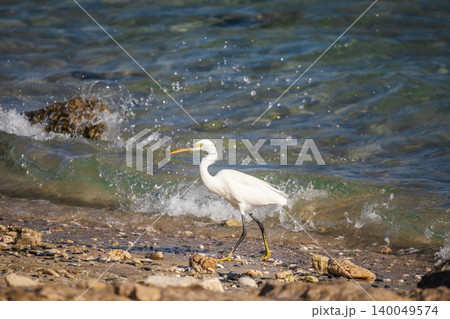 White egret walking along rocky shoreline with gentle waves on Red Sea coast in Marsa Alam Egypt during warm daylight White egret walking along rocky shoreline with gentle waves on Red Sea coast in Marsa Alam Egypt during warm daylight 140049574