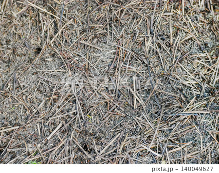 Ant Colony Mound with Workers on Natural Debris - Macro Ant Hill Close Up Texture 140049627