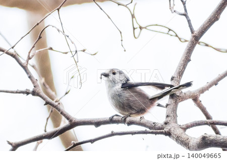 【チバエナガ】千葉県の公園で見かけるエナガ 【チバエナガ】千葉県の公園で見かけるエナガ 140049665