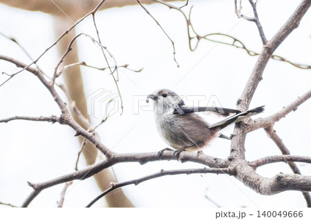 【チバエナガ】千葉県の公園で見かけるエナガ 【チバエナガ】千葉県の公園で見かけるエナガ 140049666
