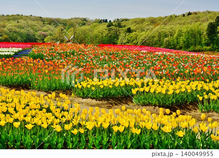 満開の新潟県長岡市越後丘陵公園のチューリップ花畑 140049955