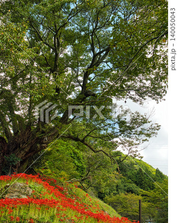 山に咲く彼岸花 山に咲く彼岸花 140050043