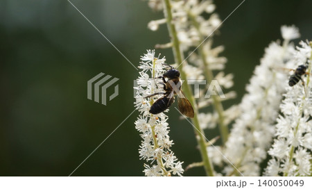 サラシナショウマの蜜を吸うオオㇵキリバチ サラシナショウマの蜜を吸うオオㇵキリバチ 140050049