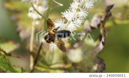 サラシナショウマの蜜を吸うオオㇵキリバチ サラシナショウマの蜜を吸うオオㇵキリバチ 140050051