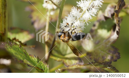 サラシナショウマの蜜を吸うオオㇵキリバチ サラシナショウマの蜜を吸うオオㇵキリバチ 140050052