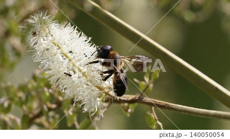 サラシナショウマの蜜を吸うオオㇵキリバチ サラシナショウマの蜜を吸うオオㇵキリバチ 140050054