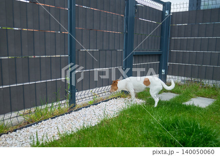 Small dog looks through fence while standing on grass in fenced backyard with white gravel 140050060