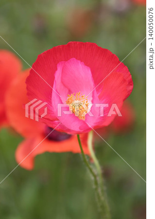 ポピーの花 群馬県高山村 ポピーの花 群馬県高山村 140050076