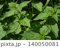 Fresh green leaves of stinging nettle (Urtica dioica) with distinctive serrated edges growing wild under bright spring sunlight.-up of green stinging nettle leaves in bright sunlight. High quality 140050081