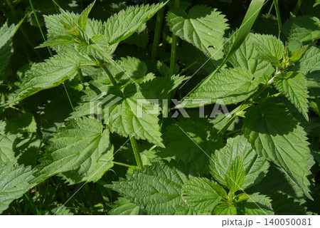 Fresh green leaves of stinging nettle (Urtica dioica) with distinctive serrated edges growing wild under bright spring sunlight.-up of green stinging nettle leaves in bright sunlight. High quality 140050081