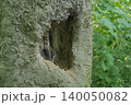 A close-up of a large natural cavity (hollow) in the rough textured bark of an old tree trunk with fresh green foliage in the background. natural hollow in an old tree trunk in the forest. High 140050082