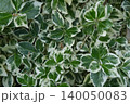 A dense carpet of variegated green leaves with white margins (Euonymus fortunei) shot from above in a close-up view.-up texture of variegated green and white Euonymus leaves. High quality photo 140050083