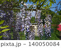 Lush hanging clusters of blooming purple wisteria with fresh green leaves against a garden fence on a bright sunny spring day. clusters of purple wisteria in the garden in spring. High quality photo 140050084