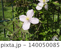 A light pink four-petaled clematis flower with a yellow center climbing on a green wire mesh garden fence on a bright sunny spring day light pink clematis flower on a garden fence in spring. High 140050085