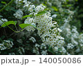 Lush branches of blooming white spirea with small delicate flowers and green leaves in a park, shot close-up with a blurred background-up of blooming white spiraea bush in spring. High quality photo 140050086