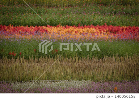 Vibrant flower fields arranged in colorful horizontal layers, forming a natural striped landscape with diverse blossoms and lush green plants. Vibrant flower fields arranged in colorful horizontal layers, forming a natural striped landscape with diverse blossoms and lush green plants. 140050158
