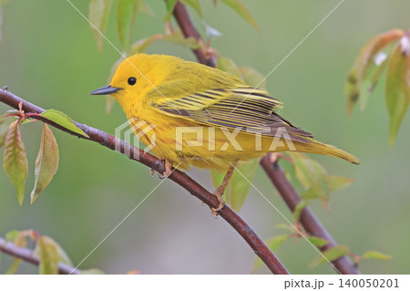 Yellow Warbler perched on a tree branch with green background, Quebec 140050201