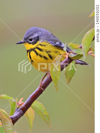 Magnolia warbler perched on a tree branch with green background, Quebec Magnolia warbler perched on a tree branch with green background, Quebec 140050202