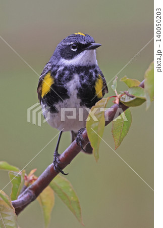 Yellow-rumped warbler perched on a tree branch with green background, Quebec 140050203
