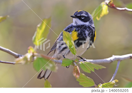 Yellow-rumped warbler perched on a tree branch with green background, Quebec 140050205