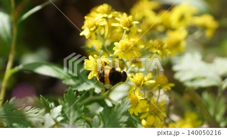アワコガネギクの蜜を吸うオオハナアブ アワコガネギクの蜜を吸うオオハナアブ 140050216