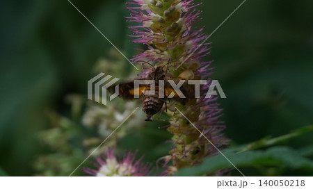 ミカエリソウの蜜を吸うホシホウジャク ミカエリソウの蜜を吸うホシホウジャク 140050218
