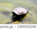 可愛い亀 140050246
