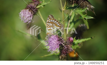 アザミの蜜を吸うウラギンヒョウモン アザミの蜜を吸うウラギンヒョウモン 140050251
