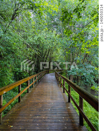 Lush green trees surround a wet wooden boardwalk path at Passadicos do Rio Uima in Lobao Portugal providing a peaceful journey through the dense riverside vegetation during a rainy summer day Lush green trees surround a wet wooden boardwalk path at Passadicos do Rio Uima in Lobao Portugal providing a peaceful journey through the dense riverside vegetation during a rainy summer day 140050314