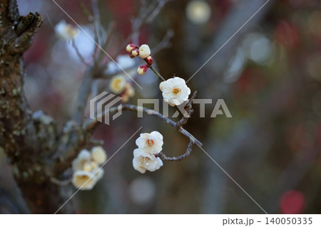 爽やか 白梅の花 虎の尾 爽やか 白梅の花 虎の尾 140050335