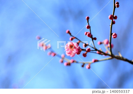 可愛い　ピンクの梅の花　道知辺 140050337