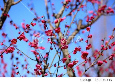 鮮やか　紅梅の花　一重咲き 140050345