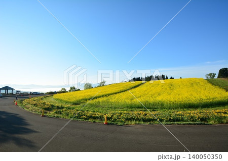 雲海の越後三山背景満開に咲く小千谷山本山高原菜の花畑 140050350