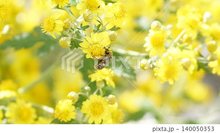 アワコガネギクの蜜を吸うコアオハナムグリ 140050353