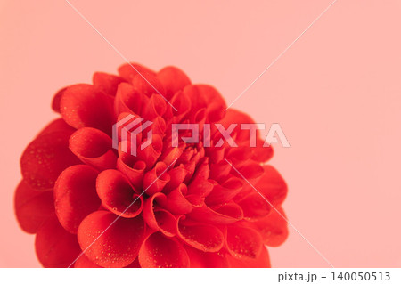 赤いダリアの花をピンク背景で撮影02 140050513