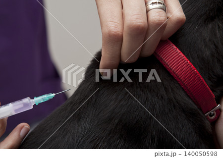 The veterinarian who vaccinated the dog The veterinarian who vaccinated the dog 140050598