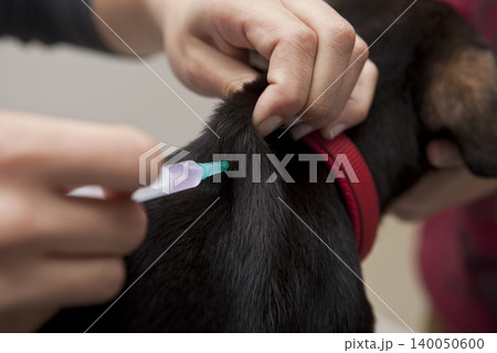 The veterinarian who vaccinated the dog 140050600