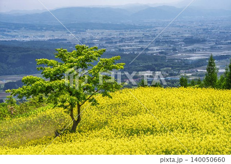 初夏に咲く菜の花　三ノ倉高原（スキー場）の花畑　福島県喜多方市 140050660