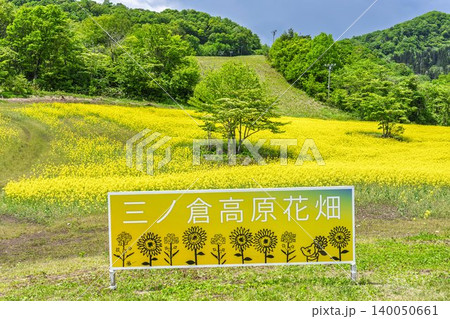 初夏に咲く菜の花 三ノ倉高原(スキー場)の花畑 福島県喜多方市 初夏に咲く菜の花 三ノ倉高原(スキー場)の花畑 福島県喜多方市 140050661