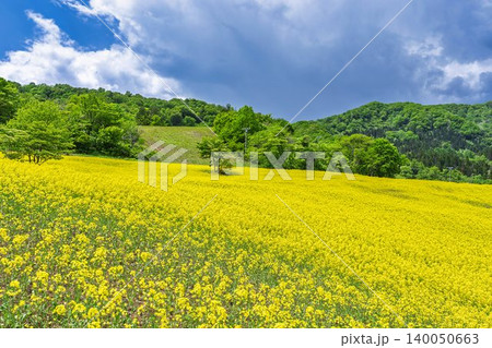 初夏に咲く菜の花 三ノ倉高原(スキー場)の花畑 福島県喜多方市 初夏に咲く菜の花 三ノ倉高原(スキー場)の花畑 福島県喜多方市 140050663