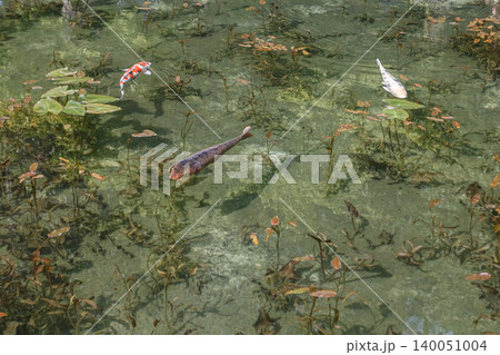 モネの池を泳ぐ鯉 モネの池を泳ぐ鯉 140051004