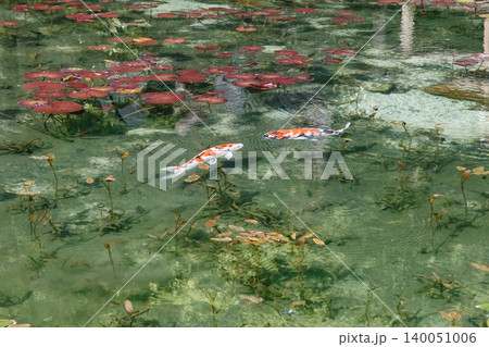 名も無き池を泳ぐ鯉 名も無き池を泳ぐ鯉 140051006
