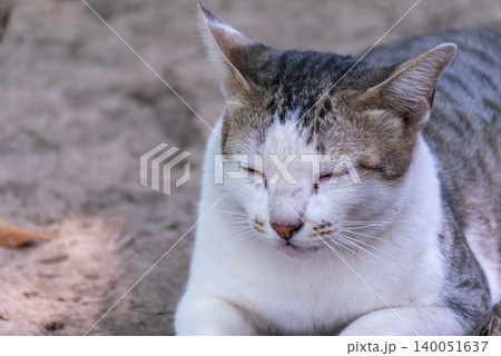 Relaxed domestic cat resting peacefully outdoors soft natural light detailed fur texture calm expression creating cozy animal portrait 140051637