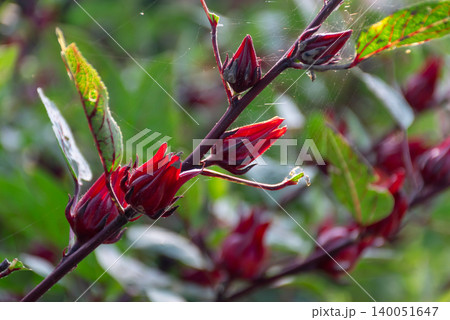 Deep red roselle calyxes developing stem green leaves soft natural background showcasing herbal agriculture tropical plant cultivation Deep red roselle calyxes developing stem green leaves soft natural background showcasing herbal agriculture tropical plant cultivation 140051647